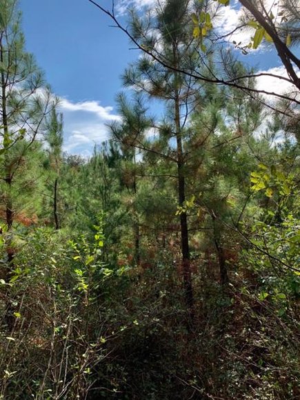 Image for 35.49 Acres Online Only Real Estate Land Auction!