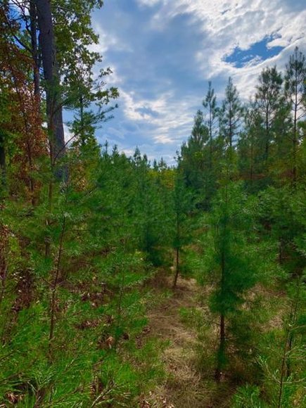 Image for 35.49 Acres Online Only Real Estate Land Auction!