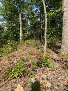 Image for 35.49 Acres Online Only Real Estate Land Auction!