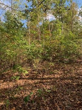 Image for 35.49 Acres Online Only Real Estate Land Auction!