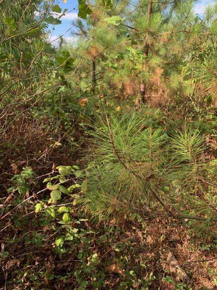 Image for 35.49 Acres Online Only Real Estate Land Auction!