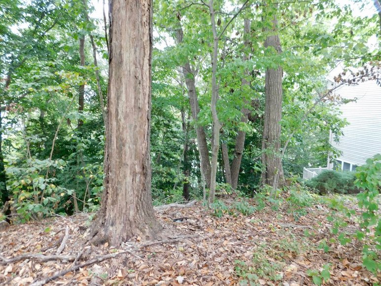 Image for Wooded Waterfront Building Lot in Gated Community--North Stafford County, VA