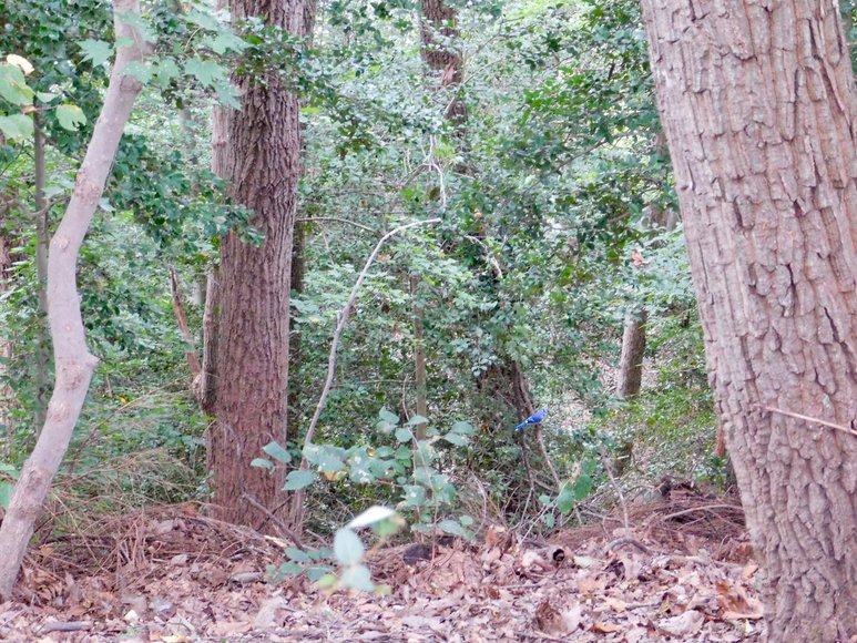 Image for Wooded Waterfront Building Lot in Gated Community--North Stafford County, VA