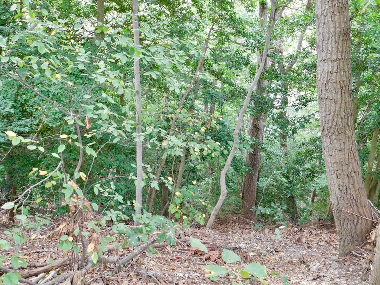 Image for Wooded Waterfront Building Lot in Gated Community--North Stafford County, VA
