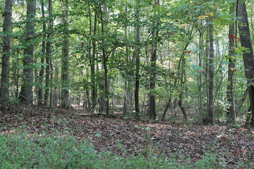 Image for 11.15± Acres on Old Hollow Road, Mount Airy, NC