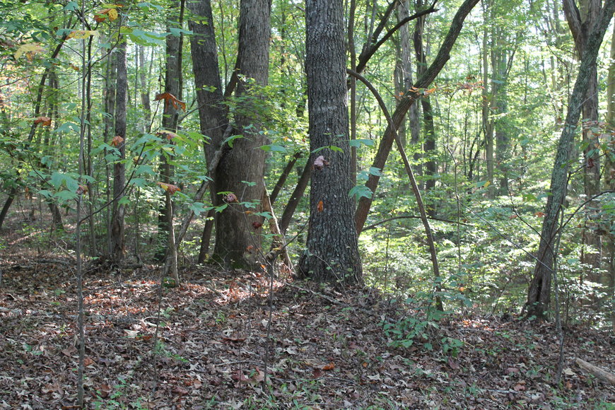 Image for 11.15± Acres on Old Hollow Road, Mount Airy, NC