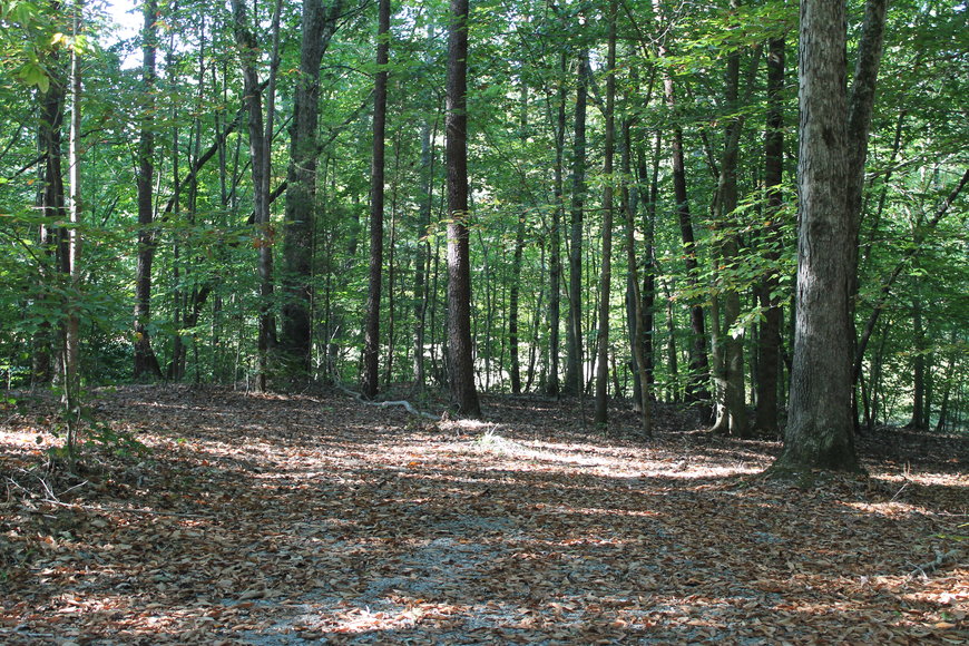 Image for 11.15± Acres on Old Hollow Road, Mount Airy, NC