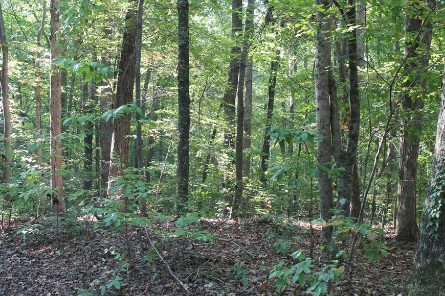 Image for 11.15± Acres on Old Hollow Road, Mount Airy, NC