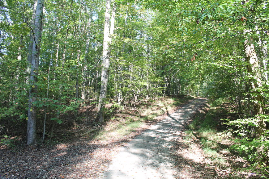 Image for 11.15± Acres on Old Hollow Road, Mount Airy, NC