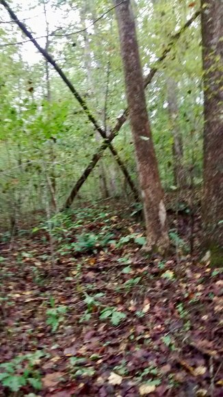 Image for 6.1 +/- Acre Building Lot w/4 BR Perk Site in Madison County, VA--SELLS to the HIGHEST BIDDER via ONLINE ONLY BIDDING!!