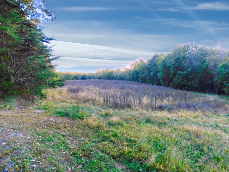 Image for 100 +/- Acres of Spotsylvania County Land--SELLS to the HIGHEST BIDDER via ONLINE ONLY BIDDING!!