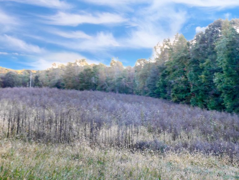 Image for 100 +/- Acres of Spotsylvania County Land--SELLS to the HIGHEST BIDDER via ONLINE ONLY BIDDING!!