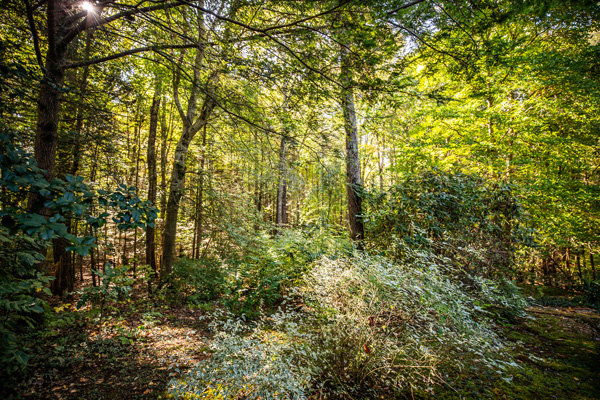 Image for Well Built 5 BR/3.5 BA Brick Home on 4.9 +/- Acres in Desirable 