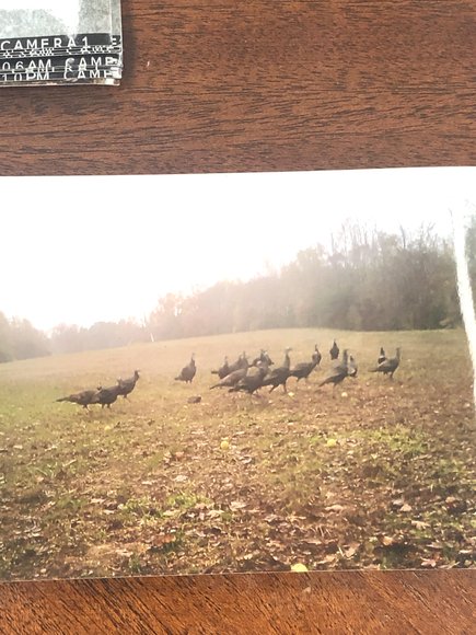 Image for 100 +/- Acres of Spotsylvania County Land--SELLS to the HIGHEST BIDDER via ONLINE ONLY BIDDING!!