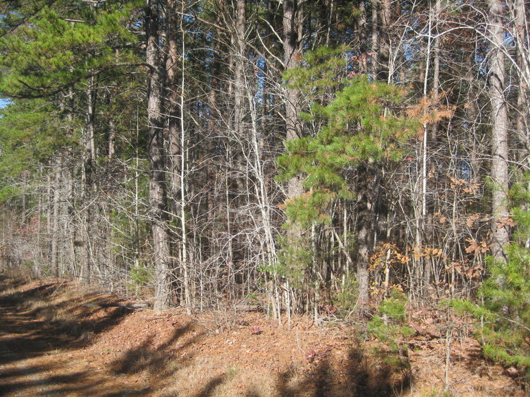Image for 30 +/- Acre Timber Tract in Lunenburg County, VA--ONLINE ONLY BIDDING!!