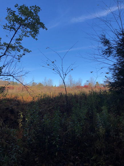 Image for Sealed Bid Land Auction - Canton, PA - Lycoming County | January 15, 2020