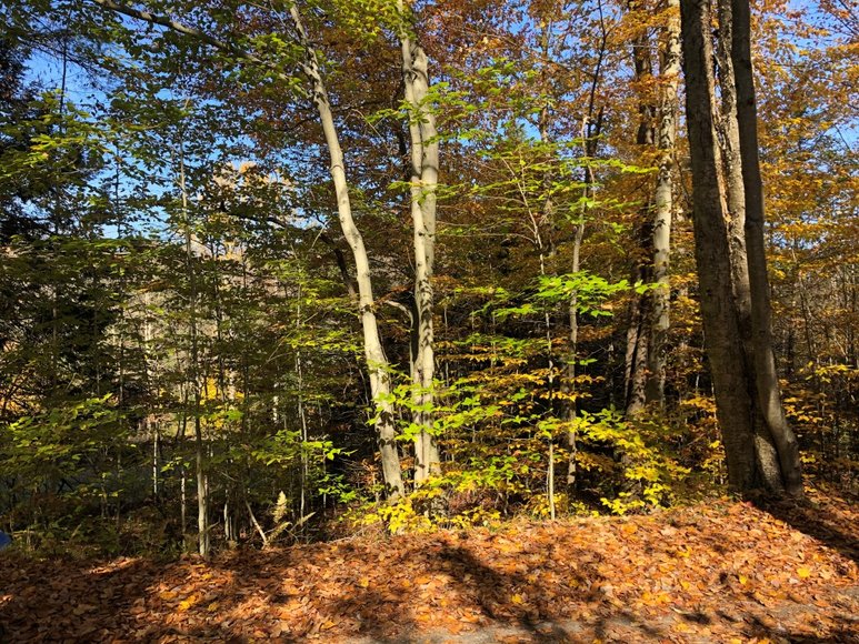 Image for Sealed Bid Land Auction - Canton, PA - Lycoming County | January 15, 2020