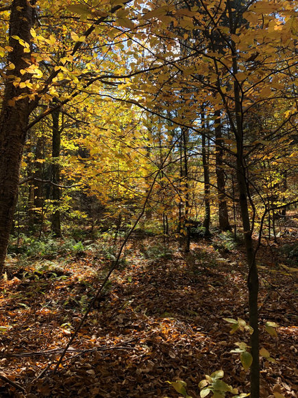 Image for Sealed Bid Land Auction - Canton, PA - Lycoming County | January 15, 2020