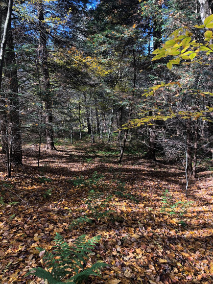 Image for Sealed Bid Land Auction - Canton, PA - Lycoming County | January 15, 2020