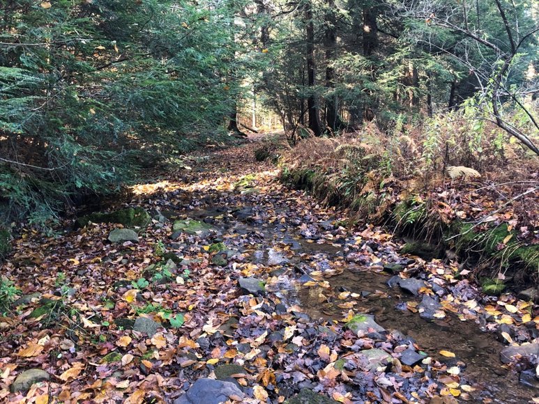 Image for Sealed Bid Land Auction - Canton, PA - Lycoming County | January 15, 2020