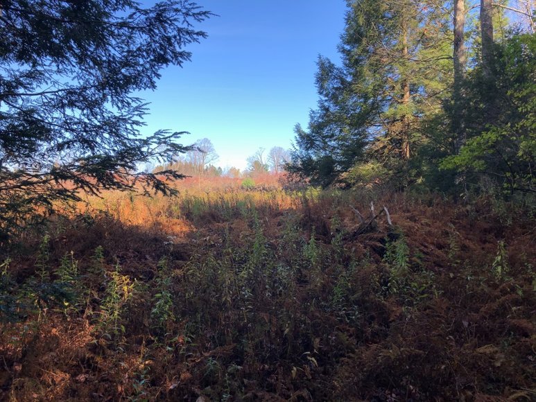 Image for Sealed Bid Land Auction - Canton, PA - Lycoming County | January 15, 2020