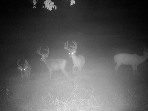 Image for 30 +/- Acre Timber Tract in Lunenburg County, VA--ONLINE ONLY BIDDING!!