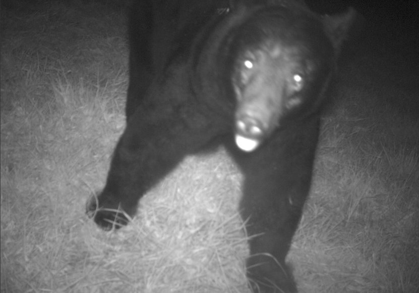 Image for 30 +/- Acre Timber Tract in Lunenburg County, VA--ONLINE ONLY BIDDING!!