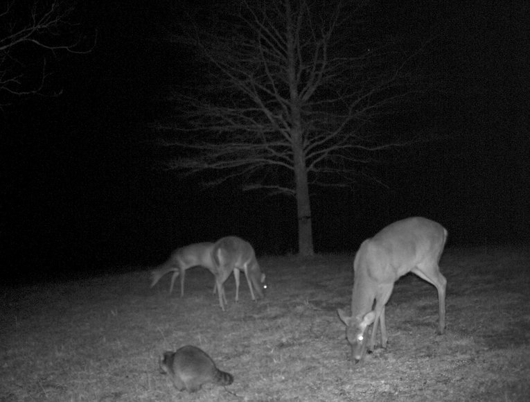 Image for 30 +/- Acre Timber Tract in Lunenburg County, VA--ONLINE ONLY BIDDING!!