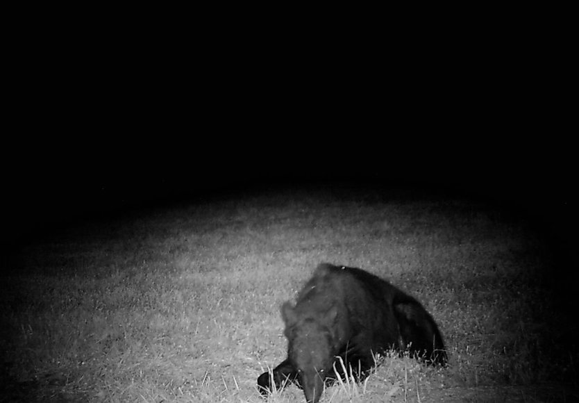 Image for 30 +/- Acre Timber Tract in Lunenburg County, VA--ONLINE ONLY BIDDING!!