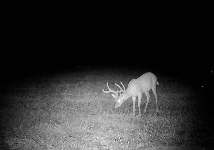 Image for 30 +/- Acre Timber Tract in Lunenburg County, VA--ONLINE ONLY BIDDING!!