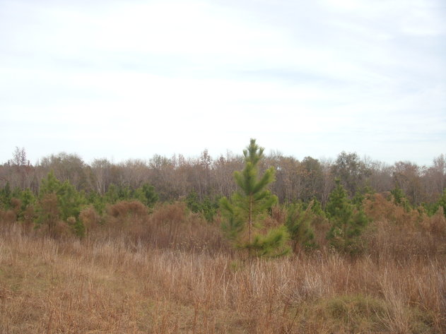 Image for LIVE AUCTION - January 16, 2020