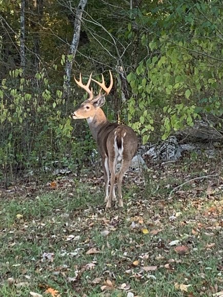 Image for 615± Acres - Shoal Creek Valley (Ashville), Alabama