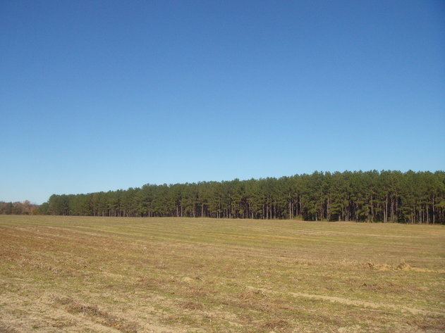 Image for LIVE AUCTION - January 25, 2020