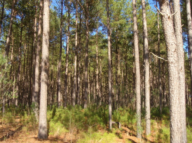 Image for LIVE AUCTION - January 25, 2020