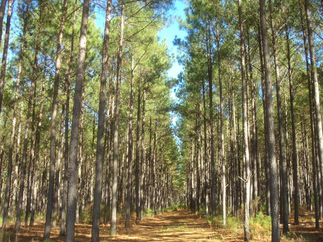 Image for LIVE AUCTION - January 25, 2020