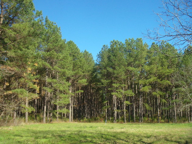 Image for LIVE AUCTION - January 25, 2020