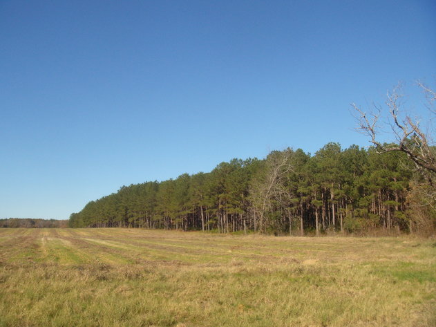 Image for LIVE AUCTION - January 25, 2020