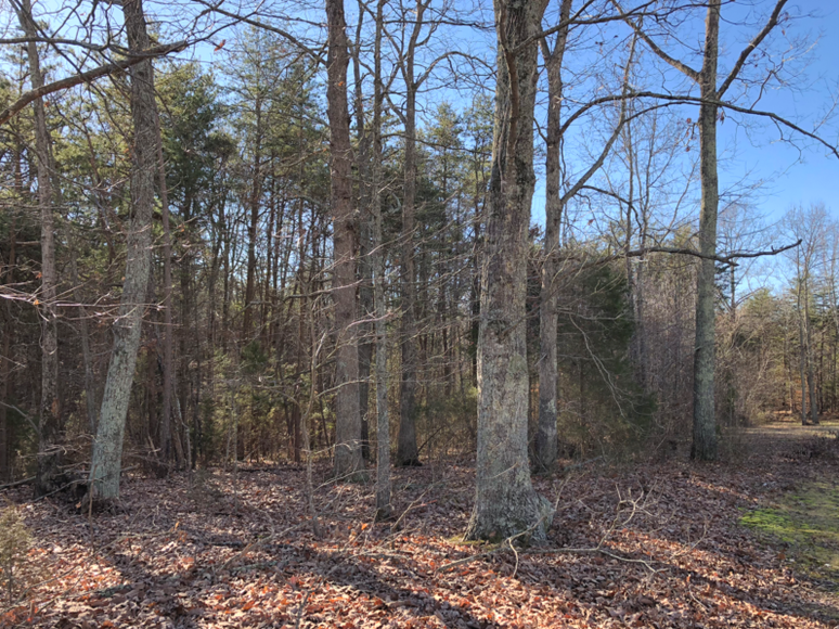 Image for Charlotte County, VA Judicial Sale of Tax Delinquent Real Estate