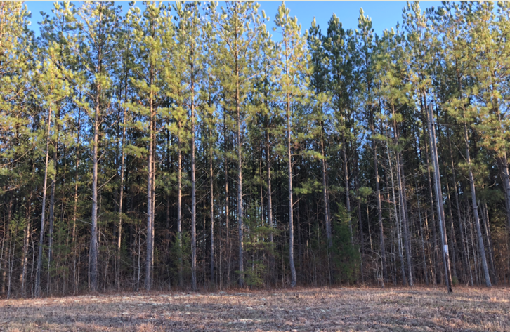 Image for Charlotte County, VA Non-Judicial Notice of Delinquent Taxes and Sale of Real Property