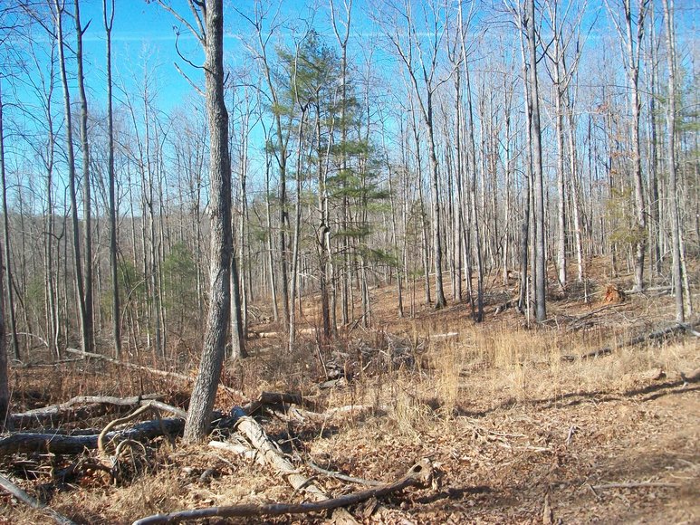 Image for ABSOLUTE TRUSTEE AUCTION: 310± AC in 3 Tracts (Penhook, VA)