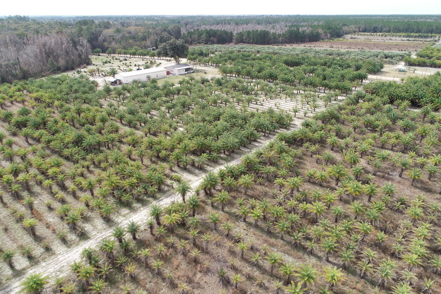 Image for Online Auction of a 90+/- Acre Palm Tree Farm in Jasper, FL