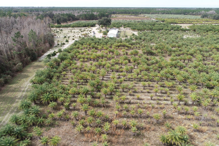 Image for Online Auction of a 90+/- Acre Palm Tree Farm in Jasper, FL