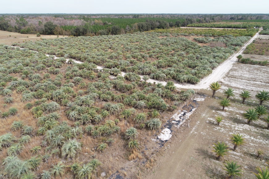 Image for Online Auction of a 90+/- Acre Palm Tree Farm in Jasper, FL
