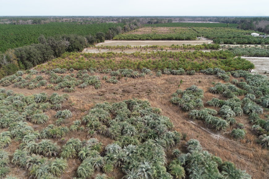 Image for Online Auction of a 90+/- Acre Palm Tree Farm in Jasper, FL