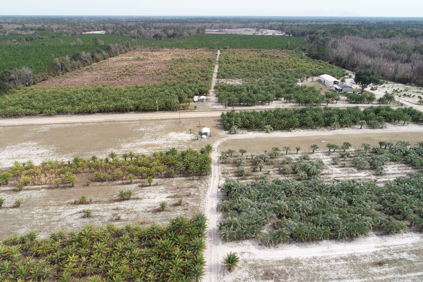 Image for Online Auction of a 90+/- Acre Palm Tree Farm in Jasper, FL