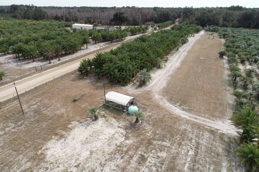 Image for Online Auction of a 90+/- Acre Palm Tree Farm in Jasper, FL