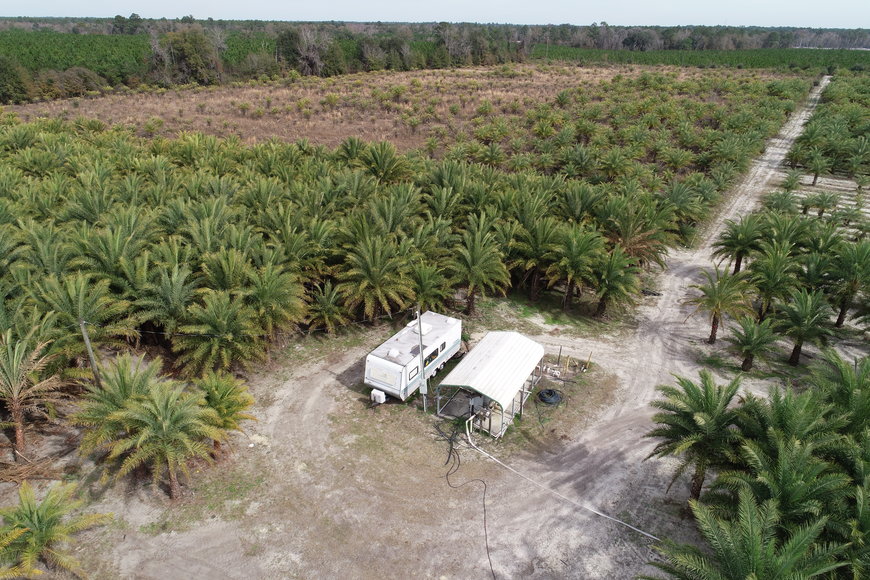 Image for Online Auction of a 90+/- Acre Palm Tree Farm in Jasper, FL