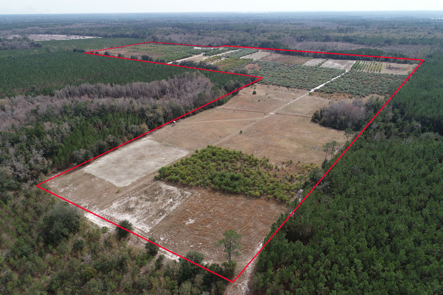 Image for Online Auction of a 90+/- Acre Palm Tree Farm in Jasper, FL