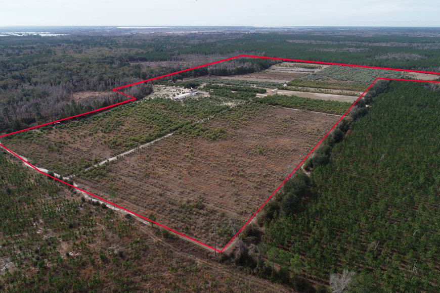 Image for Online Auction of a 90+/- Acre Palm Tree Farm in Jasper, FL