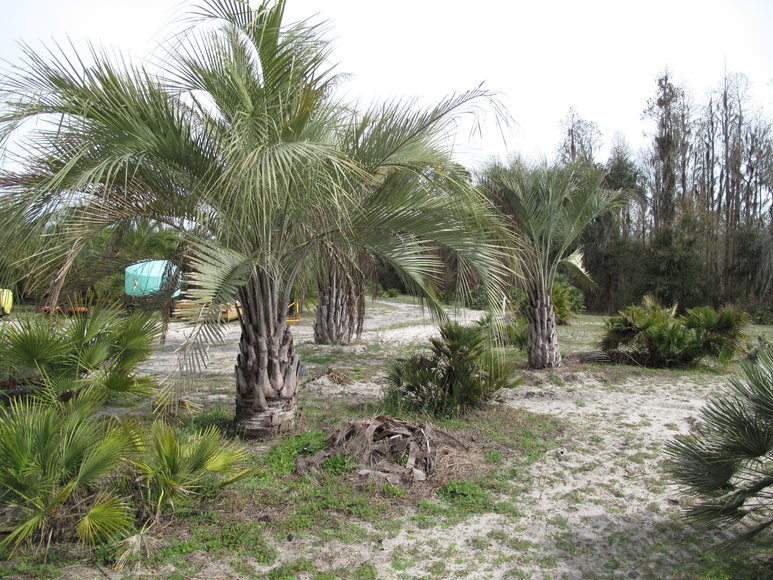 Image for Online Auction of a 90+/- Acre Palm Tree Farm in Jasper, FL